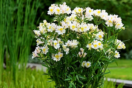 Impatiens